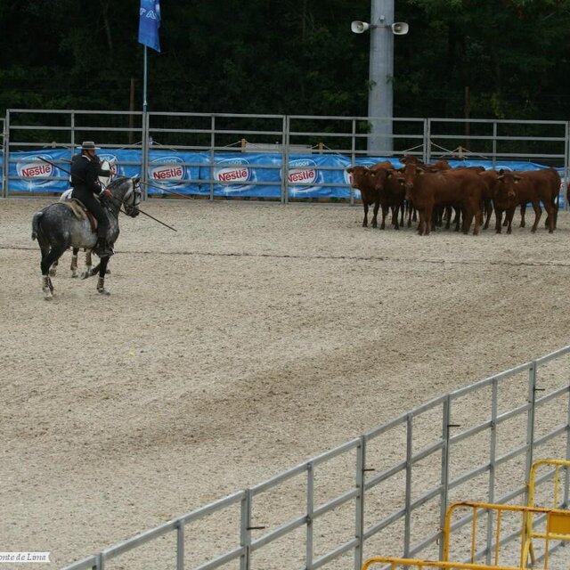 III Feira do Cavalo - Campeonato da Europa de Equitação de Trabalho